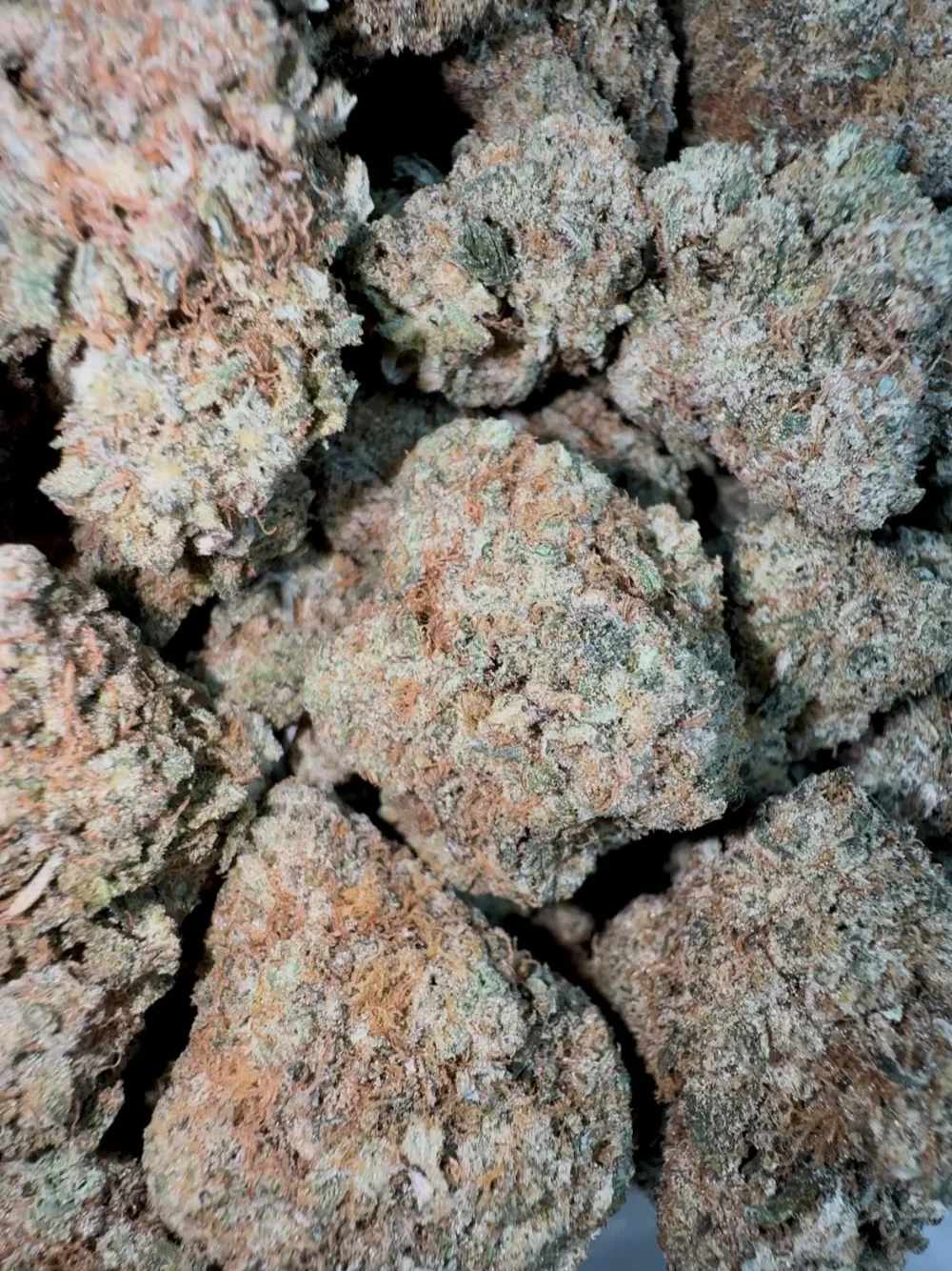 AAA+ Indoor Flower
